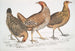 van een Javanaise kip Gallus furcatus 2 Kip van Lord Stanley Gallus stanleyi 3 Kip van Banks Gallus bankiva - John Edward Gray — weergave van het kunstwerk