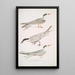 Sterne javanaise Sterna Javanica 2 Sterne alliée Sterna similis 3 Sterne à ventre brun Sterna acuticauda - John Edward Gray — ingelijst kunstwerk aan de muur