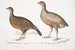 Polyplectron de Lady North Polyplectron pectrophora Polyplectron northi 2 Perdrix ponctuée Perdix punctulata - John Edward Gray — weergave van het kunstwerk