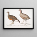 Polyplectron de Lady North Polyplectron pectrophora Polyplectron northi 2 Perdrix ponctuée Perdix punctulata - John Edward Gray — ingelijst kunstwerk aan de muur