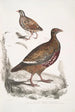 Perdrix Lerwa Perdix Lerwa 2 Caille à bec rouge Coturnix erythrorhyncha - John Edward Gray — weergave van het kunstwerk