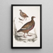 Perdrix Lerwa Perdix Lerwa 2 Caille à bec rouge Coturnix erythrorhyncha - John Edward Gray — ingelijst kunstwerk aan de muur