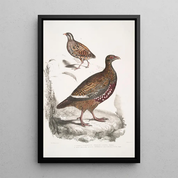 John Edward Gray - 1 Lerwa Partridge Perdix Lerwa 2 Red Billed Quail Coturnix erythrorhyncha erythroryncha.webp