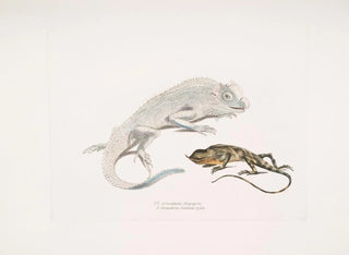 John Edward Gray - 1 Macgregors Lyre Headed Lizard Lyriocephalus Macgregorii 2 Stoddarts Unicorn Lizard Ceratophora Stoddartii Ceylon.webp