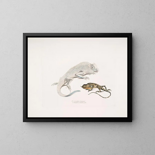 John Edward Gray - 1 Macgregors Lyre Headed Lizard Lyriocephalus Macgregorii 2 Stoddarts Unicorn Lizard Ceratophora Stoddartii Ceylon.webp