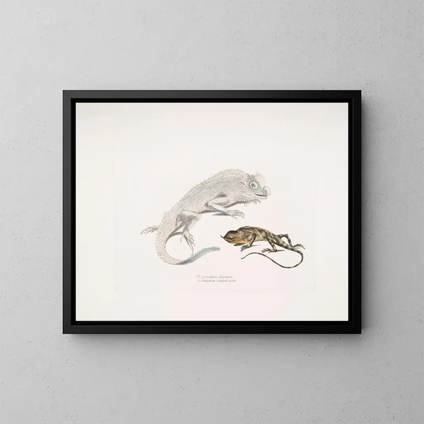 van Macgregor's Schildpad met lierkop, Stoddart's eenhoornhagedis, Ceylon - John Edward Gray — ingelijst kunstwerk aan de muur