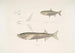 Carpe Morar Cyprinus Morar 2 Carpe Cora Cyprinus Cora - John Edward Gray — weergave van het kunstwerk