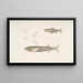 Carpe Morar Cyprinus Morar 2 Carpe Cora Cyprinus Cora - John Edward Gray — ingelijst kunstwerk aan de muur