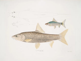 Carpe Mosal, Carpe Morala - John Edward Gray — weergave van het kunstwerk