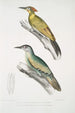 Pic du Népal Picus Nepaulensis 2 Pic à moustaches Picus barbatus - John Edward Gray — weergave van het kunstwerk