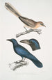 Geai à oreilles pâles Garrulus albifrons 2 Corbeau à gros bec Corvus macrorhynchus - John Edward Gray — weergave van het kunstwerk