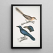 Geai à oreilles pâles Garrulus albifrons 2 Corbeau à gros bec Corvus macrorhynchus - John Edward Gray — ingelijst kunstwerk aan de muur