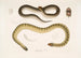 Penang Hypserina Hypserina Hardwickii 2. Zeeslang die Hardwick, Lapemis Hardwickii - John Edward Gray — weergave van het kunstwerk