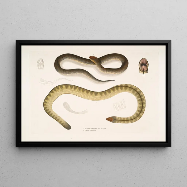 John Edward Gray - 1 Penang Hypserina Hypserina Hardwickii 2 Hardwickes Short Sea Snake Lapemis Hardwickii.webp