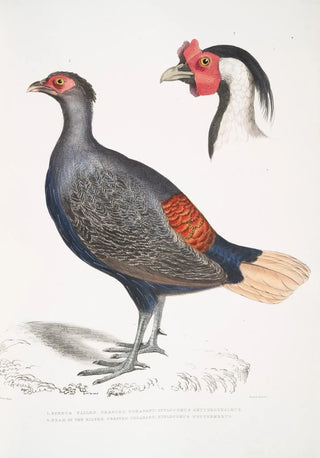 John Edward Gray - 1 Rufous Tailed Crested Pheasant Euplocomus erythrothalmus 2 Head of Silver Crested Pheasant Euplocomus Nycthemerus.webp