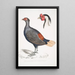 Faisan huppé à queue rousse Euplocomus erythrothalmus 2 Tête de faisan huppé argenté Euplocomus Nycthemerus - John Edward Gray — ingelijst kunstwerk aan de muur