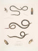Calliophis grêle Calliophis gracilis 2 Maticora ligné Maticora lineata 3 Changulia à ventre blanc Changulia albiventer - John Edward Gray — weergave van het kunstwerk