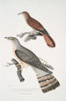 Coucou à bec fin Cuculus tenuirostris 2 Coucou Bhrow Brow Cuculus Lathami - John Edward Gray — weergave van het kunstwerk