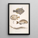 Monacanthe à épines Monacanthus Amanses Histrix 2 Poisson-coffre à nombreuses épines Ostracion Acarana auritus - John Edward Gray — ingelijst kunstwerk aan de muur