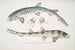 Requin barbu tacheté Scyllum maculatum Inde Mus Brit 2 Requin barbu orné Scyllum ornatum - John Edward Gray — weergave van het kunstwerk