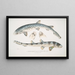 Requin barbu tacheté Scyllum maculatum Inde Mus Brit 2 Requin barbu orné Scyllum ornatum - John Edward Gray — ingelijst kunstwerk aan de muur