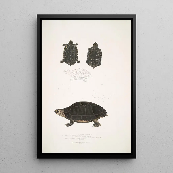 John Edward Gray - 1 Spotted Terrapin Emys Guttata Emys Hamiltonii 2 Thicknecked Terrapin Emys crassicollis.webp