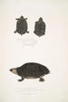 Tortue tachetée Emys Guttata Emys Hamiltonii 2 Tortue à cou épais Emys crassicollis - John Edward Gray — weergave van het kunstwerk