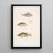 Pterapon à trois bandes Pterapon trivittatus 2 Bedula nuageux Bedula nebulosus 3 Bedula de Hamilton Bedula Hamiltonii - John Edward Gray — ingelijst kunstwerk aan de muur