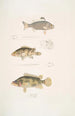 Pterapon à trois bandes Pterapon trivittatus 2 Bedula nuageux Bedula nebulosus 3 Bedula de Hamilton Bedula Hamiltonii - John Edward Gray — weergave van het kunstwerk