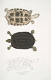 Tortue Thugi Emys Thugi - John Edward Gray — weergave van het kunstwerk