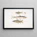 Carpe Tileo Cyprinus Tileo 2 Carpe van Richardson Cyprinus Richardsonii 3 Prachtige Loche Botia grandis - John Edward Gray — ingelijst kunstwerk aan de muur
