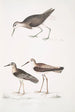 Bécasseau à queue blanche Totanus leucurus 2 Bécasseau allié Totanus affinis 3 Bécassine de Cawnpore Totanus Lathami - John Edward Gray — weergave van het kunstwerk