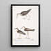 Bécasseau à queue blanche Totanus leucurus 2 Bécasseau allié Totanus affinis 3 Bécassine de Cawnpore Totanus Lathami - John Edward Gray — ingelijst kunstwerk aan de muur