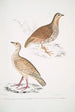Perdrix des bois Perdix gularis 2 Perdrix orientale Perdix orientalis - John Edward Gray — weergave van het kunstwerk