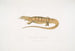 Varan geel (Monitor flavescens) - John Edward Gray — weergave van het kunstwerk