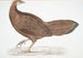 Fazant Argus Argus Paeoninus Pavoninus China - John Edward Gray — weergave van het kunstwerk