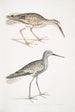 Bécassine à tête cendrée Totanus fuscus - John Edward Gray — weergave van het kunstwerk