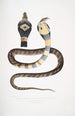 Cobra à bandes Capella variété Naia tripudians var fasciata - John Edward Gray — weergave van het kunstwerk