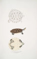 Tortue Baska Emys Baska - John Edward Gray — weergave van het kunstwerk