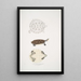 Tortue Baska Emys Baska - John Edward Gray — ingelijst kunstwerk aan de muur