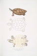 Tortue Batagur Emys Batagur - John Edward Gray — weergave van het kunstwerk