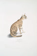 Beau kat Felis ornata - John Edward Gray — weergave van het kunstwerk