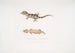 van het prachtige Cyrtodactylus Cyrtodactylus pulchellus - John Edward Gray — weergave van het kunstwerk