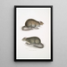 Rat des champs du Bengale Arvicola Bengalensis - John Edward Gray — ingelijst kunstwerk aan de muur