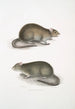Rat des champs du Bengale Arvicola Bengalensis - John Edward Gray — weergave van het kunstwerk