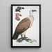 Vautour du Bengale Vultur Bengalensis 1 Tête de Vultur Pondicherianus 2 Tête de Vultur monarchus monachus - John Edward Gray — ingelijst kunstwerk aan de muur