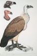 Vautour du Bengale Vultur Bengalensis 1 Tête de Vultur Pondicherianus 2 Tête de Vultur monarchus monachus - John Edward Gray — weergave van het kunstwerk