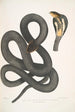 Cobra noir Capella Naia tripudians var nigra - John Edward Gray — weergave van het kunstwerk
