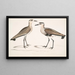 Bécasseau à ventre noir, Charadrius ventralis Wagleri, mannetje en vrouwtje, Cawnpore januari 1798 - John Edward Gray — ingelijst kunstwerk aan de muur