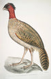Faisan à tête noire Phasianus melanocephalus Femelle - John Edward Gray — weergave van het kunstwerk